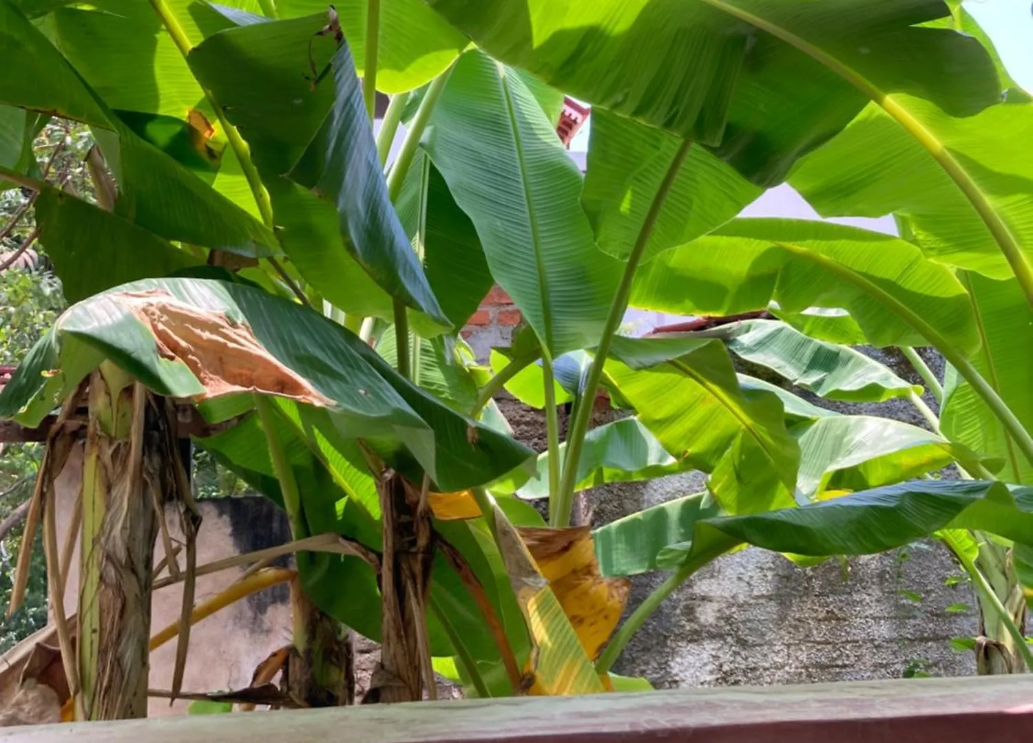 Costa'S Villa, Tropical Oasis, Sigiriya Room Kepungoda Guest house